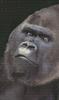 Gorilla (Gorilla gorilla)  - face