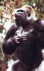 Silverback Gorilla (Gorilla gorilla)