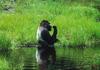 Western Lowland Gorilla (Gorilla gorilla gorilla)  - Silverback in swamp