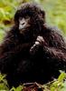 Young Mountain Gorilla (Gorilla gorilla beringei)