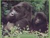 Mountain Gorillas (Gorilla gorilla beringei)  - mother and infant