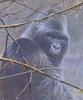 [Animal Art] Mountain Gorilla (Gorilla gorilla beringei)