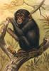 [Animal Art] Chimpanzee (Pan troglodytes)
