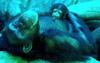 Chimpanzees (Pan troglodytes)  - mother and infant