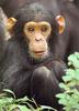 Baby Chimpanzee (Pan troglodytes)