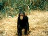 Young Chimpanzee (Pan troglodytes)