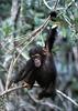 Young Chimpanzee (Pan troglodytes)