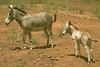Donkeys (Equus asinus)