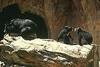 Asiatic Black Bear (Ursus thibetanus)