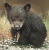 American Black Bear cub (Ursus americanus)