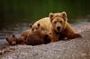 Brown Bear mother and cubs