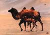 Bactrian Camels (Camelus bactrianus)  - mother and calf