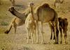 Dromedary Camel family (Camelus dromedarius)