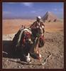 Dromedary Camel (Camelus dromedarius) and Pyramid