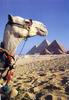 Dromedary Camel (Camelus dromedarius) and Pyramid