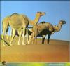 Dromedary Camels (Camelus dromedarius)  - Sahara Desert