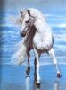 Andalusian Horse (Equus caballus)