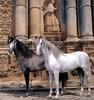 Andalusian Horses (Equus caballus)