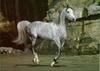 Arabian Horse (Equus caballus)