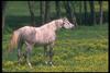 Arabian Horse (Equus caballus)