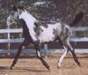 Azteca Horse (Equus caballus)