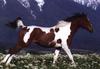 Bay Horse tobiano (Equus caballus)