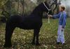 Black Horse (Equus caballus)