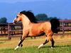 Horse Breed - Buckskin Lusitano (Equus caballus)