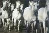 Horse breed - Camargue (Equus caballus)