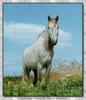 Horse breed - Camargue (Equus caballus)