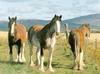 Clydesdale Horses (Equus caballus)
