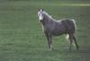 Dapplegray Horse (Equus caballus)