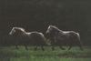 Dapplegray Horses (Equus caballus)