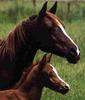Horse - foal (Equus caballus)