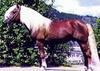 Horse breed - Haflinger (Equus caballus)