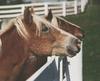 Horse breed - Haflinger (Equus caballus)