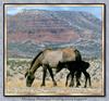 Horse breed - Mustang (Equus caballus)