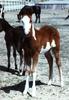 Horse breed - Paint Horse (Equus caballus)