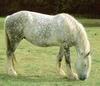 Horse breed - Percheron (Equus caballus)