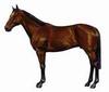 Horse breed - Thoroughbred (Equus caballus)