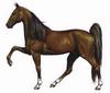 Horse breed - Tennessee Walking Horse (Equus caballus)