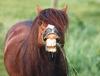 Horse breed - Pony (Equus caballus)