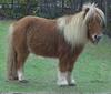 Horse breed - Miniature (Equus caballus)
