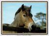 Horse breed - Exmoor Pony (Equus caballus)