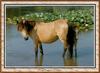 Horse breed - New Forest Pony (Equus caballus)