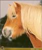 Horse breed - Shetland Pony (Equus caballus)