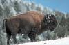 American Bison on snow (Bison bison)