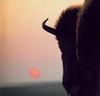 American Bison (Bison bison)  under sunset