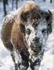 American Bison (Bison bison)  snow face