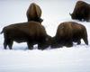 American Bison bulls (Bison bison)
